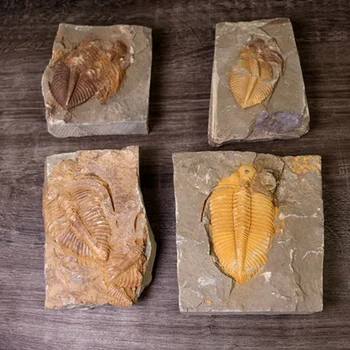 

1 Pcs Natural Trilobite Fossil Stone Specimen Ancient Marine Fossil Insect Teaching Specimen Collection Science Supplies