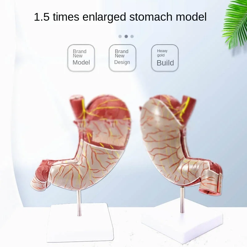 

Human 1.5 times gastric anatomy model abdominal organ muscle neurovascular gastric profile model