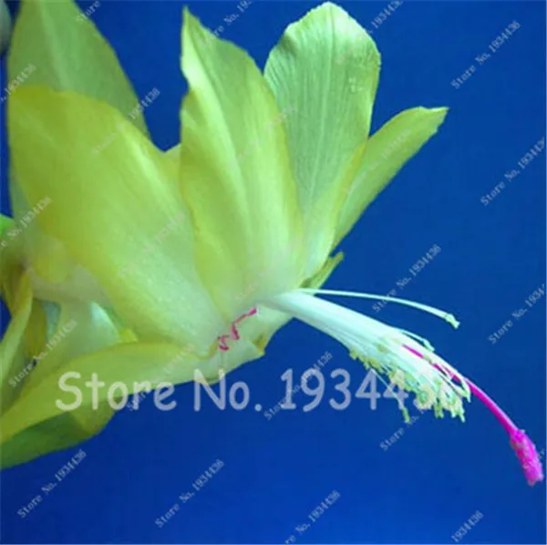 100 шт. цветы кактуса комнатные растения в горшках очищающий воздушный цветок, цигокактус Truncatus Schlumbergera бонсай, эпифиллум