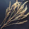 Miniature model  Chenopodium spinosum  Train sand table  War scene model  DIY transformation materials 2