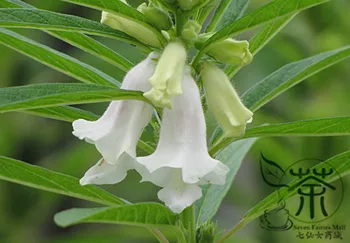 

White Sesame Semen Sesami Sesamum Indicum Bai-Zhi-Ma