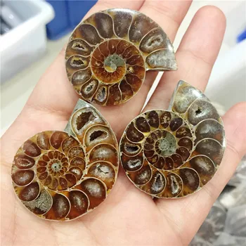 

3Pcs Beautiful fossils iridescent ammonite natural stones and minerals specimen as gift