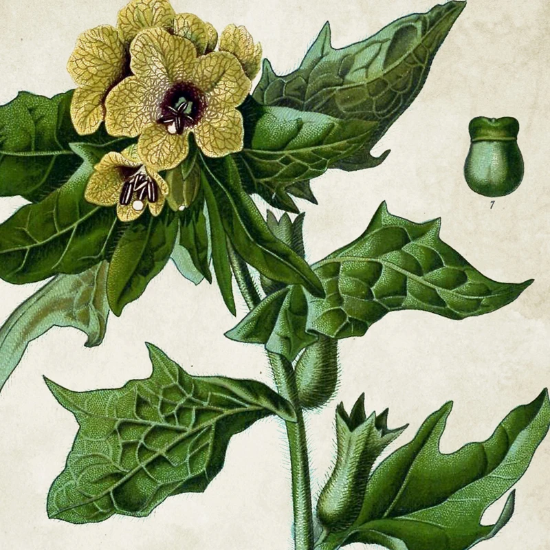 белена вещество. алкалоиды белены черной. белена чёрная. белена вещество. ядовитые растения:дурман,красавка,белена.