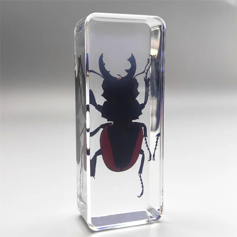 

New Real cicada spider Scorpion beetle insect specimen block kindergarten teaching toy creative embedded animal small ornament