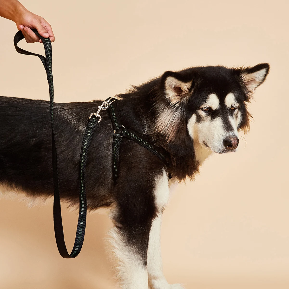 

No Pull Dog Harness Reflective Adjustable Basic Nylon Step in Puppy Vest Outdoor Walking