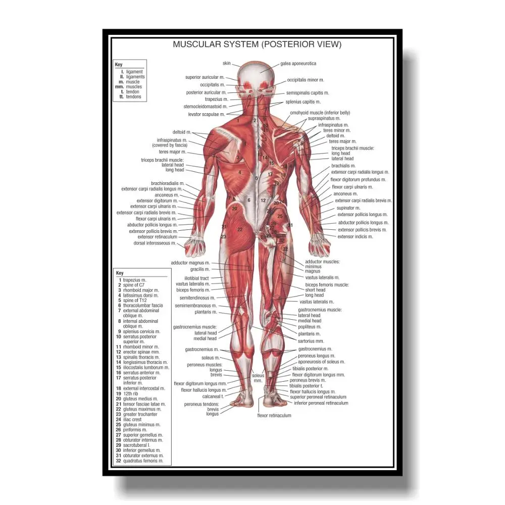 

Human Body Major Anterior Muscles Poster 24 x 36in Decoration Picture Nordic classroom Decor