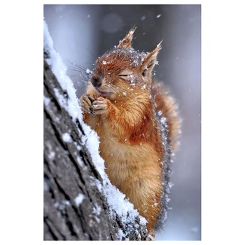 

Diamond Embroidery Snow Squirrel 5D Diamond Painting Full Square Rhinestones Picture Diamond Mosaic Beadwork