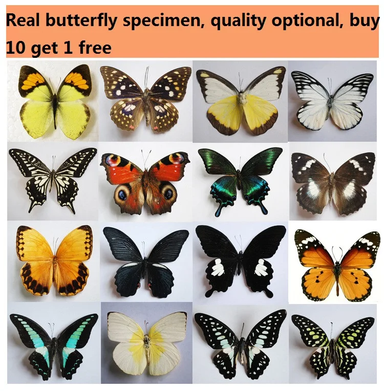 30 Style butterfly specimens real insect teaching various varieties of spreading wings home decor | Дом и сад
