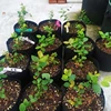 Garden Supplies