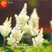 Бестселлер! 100 шт./лот белый астильбе плантас балкон сад патио горшечные растения бонсай астильбе цветок флореслинг,#7RQO62