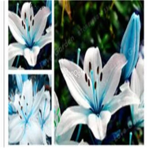 Prodgf 30 шт набор Lilium brownii Lily