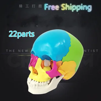 

Free Shipping 22 Parts Colored 1:1 life-sized Human Head Skull Anatomy Assembly Medical Teaching Equipment