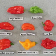 240 шт, самый горячий перец бонсай, 8 миров самый горячий перец, редкий перец чили сад, плюс таинственный подарок