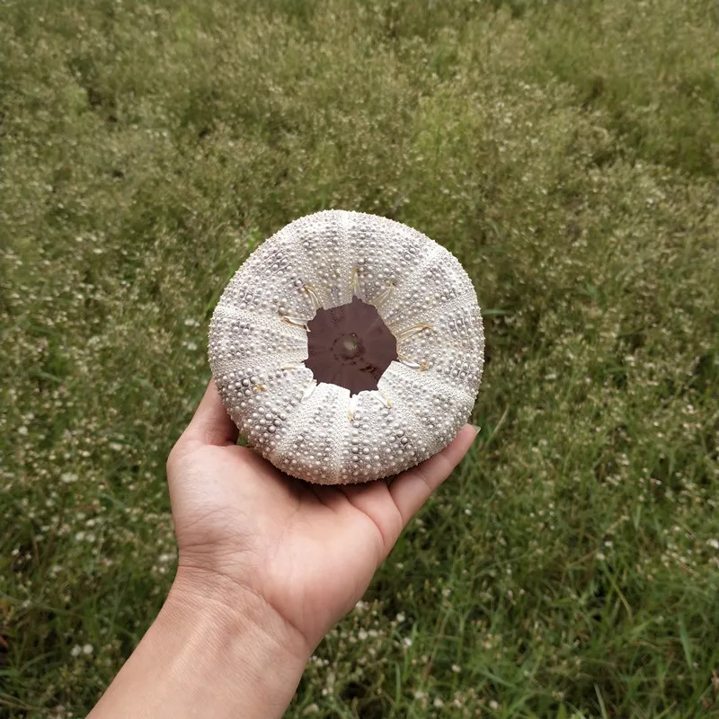 4 шт., хит, новинка, натуральные, настоящие, желчные раковины, раковины под морем, вечерние украшения, натуральный морской ежи, ремесло, Морской Декор для дома
