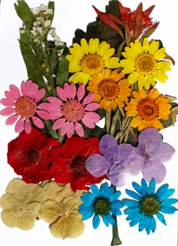 

Pressed Real Small Flower Assorted Color Mix Dried Preserved Wildflower Jewelry Nail Art Decoration Resin filling (2-2.5CM)