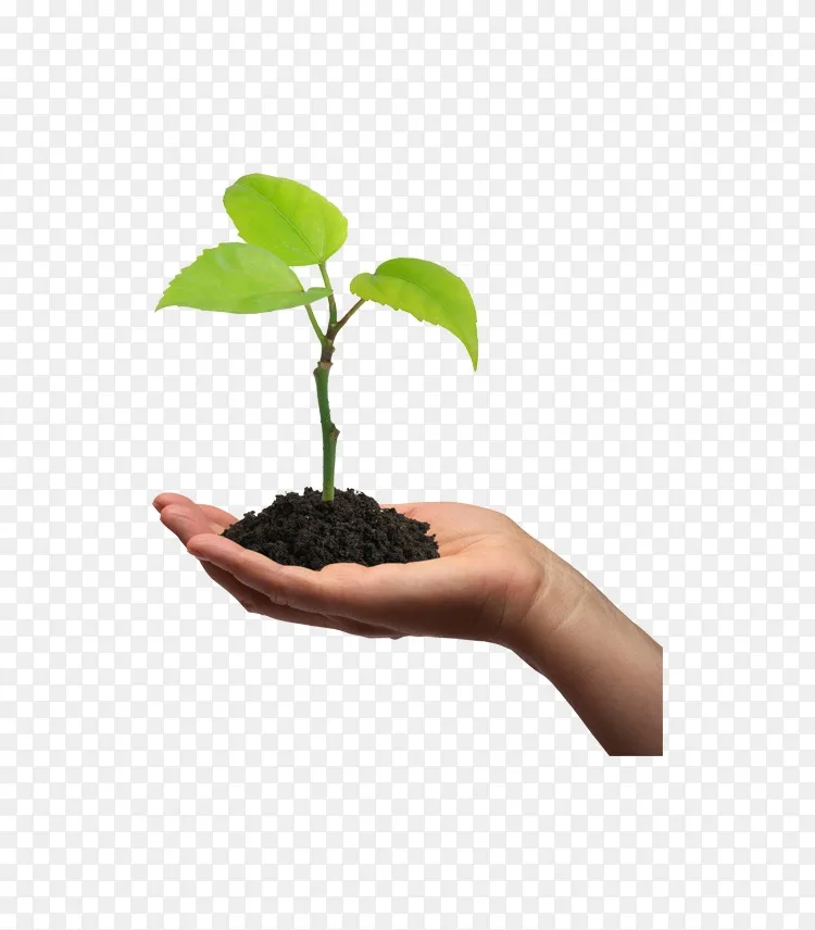 植物细胞苗树胶阿拉伯树豌豆png图片素材免费下载 图片编号 Png素材网