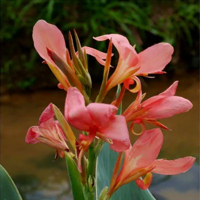 50 шт. свежий настоящий цветок Canna indica OoSementes - Цвет: 3