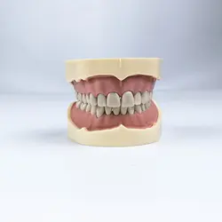 1 шт. BF Тип Исследование Модель зубы моделей зубов челюсти моделей для стоматологической школы преподавания Стоматолог Зубной зубы моделей