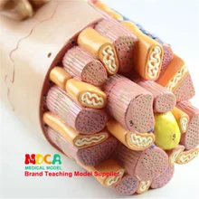 Человеческое тело 3 части 3 раза сердце анатомическая модель сердечно-сосудистой медицины обучение Mxz005