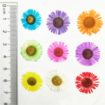 

24pcs Nature Pressed Chrysanthemum Dried Flowers Nail Art Decoration DIY Flora Gel Manicure Stickers Party Craft Bookmark Gift