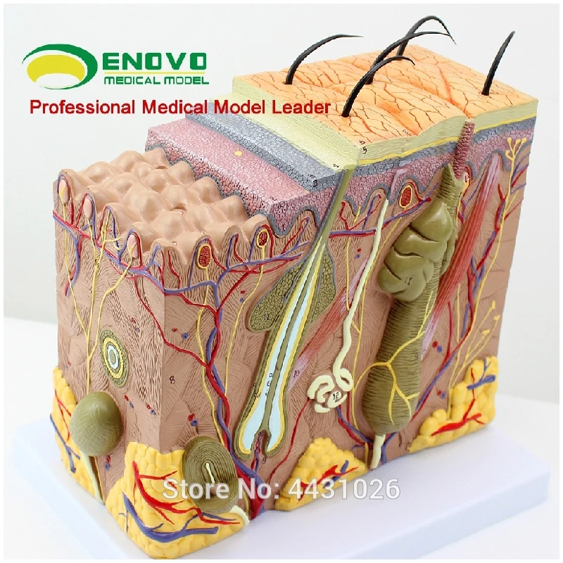 

ENOVO The enlarged version of human skin tissue anatomy model minimally invasive skin cosmetic surgery teaching