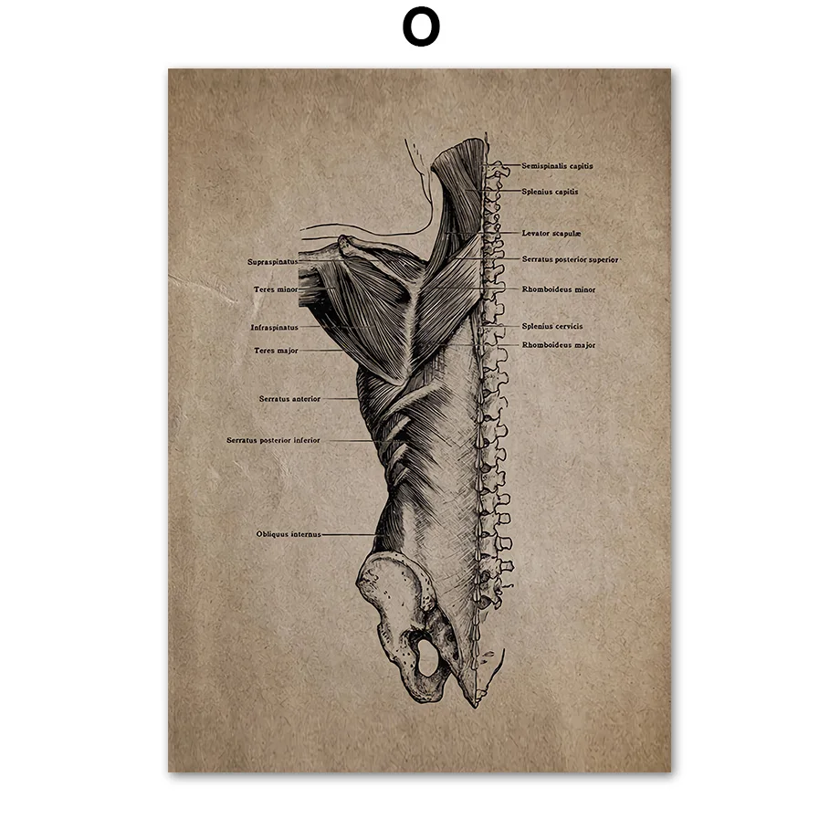 Анатомический Скелет патент винтажный плакат на стену Художественная печать холст живопись скандинавские плакаты и принты настенные картины для гостиной - Цвет: O