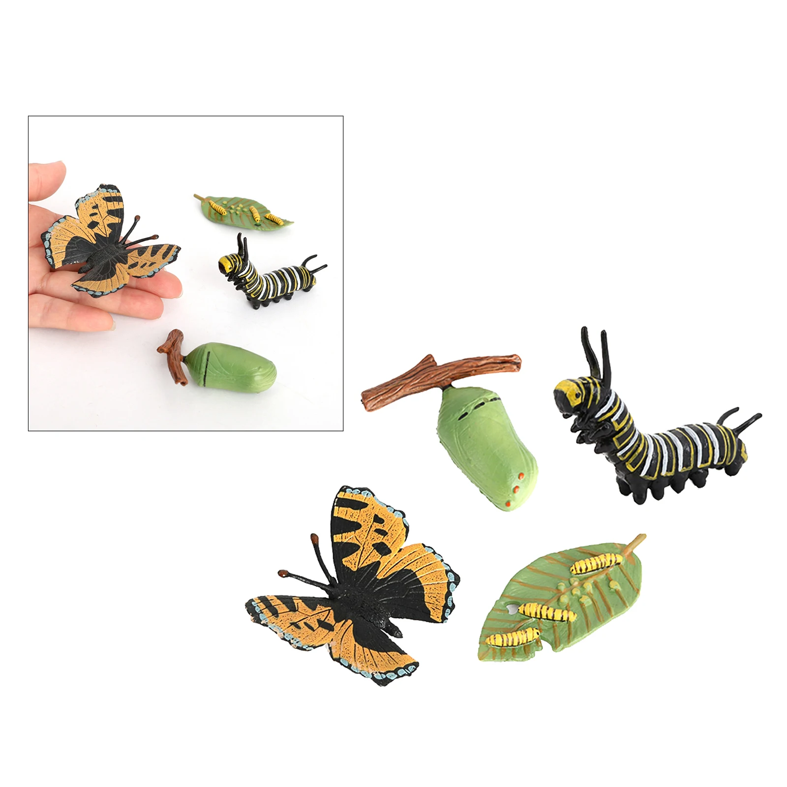 Insect Butterfly Lore Ladybug Life Cycle - 4 Pcs Insect Figure Shows Life Of Lady Bug