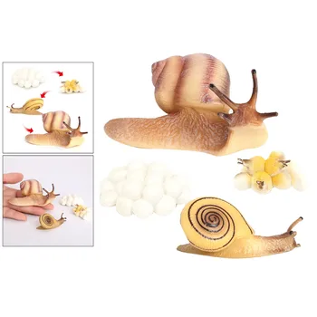 Four Stage Snail Growth Cycle Model Toys Life Cycle Display Toys, from Egg to Adult 1