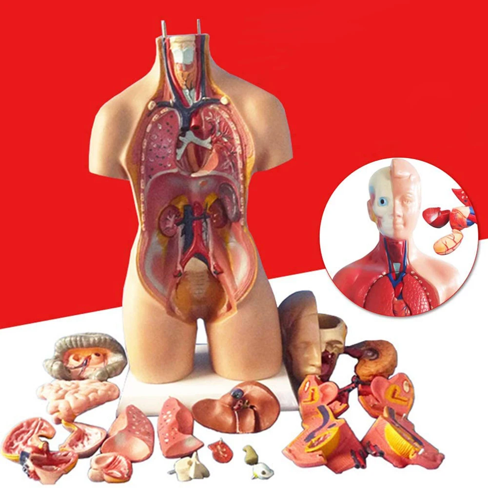 Anatomical Human Torso Body Model Anatomy Internal Organ Medical Teaching Mold Parent-child Interactive Children Educational Toy 5