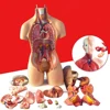 Anatomical Human Torso Body Model Anatomy Internal Organ Medical Teaching Mold Parent-child Interactive Children Educational Toy 5