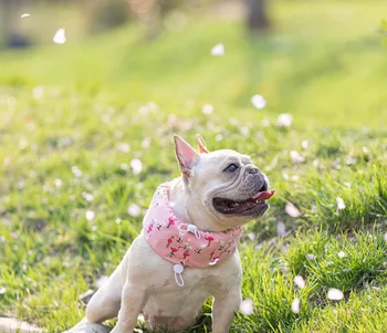 

Home Garden Pet Cooling Collar Dog Summer Cool Outdoor Walking Pet Safety Protection Traction Collar