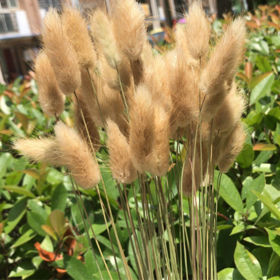 dried natural flower  (6)