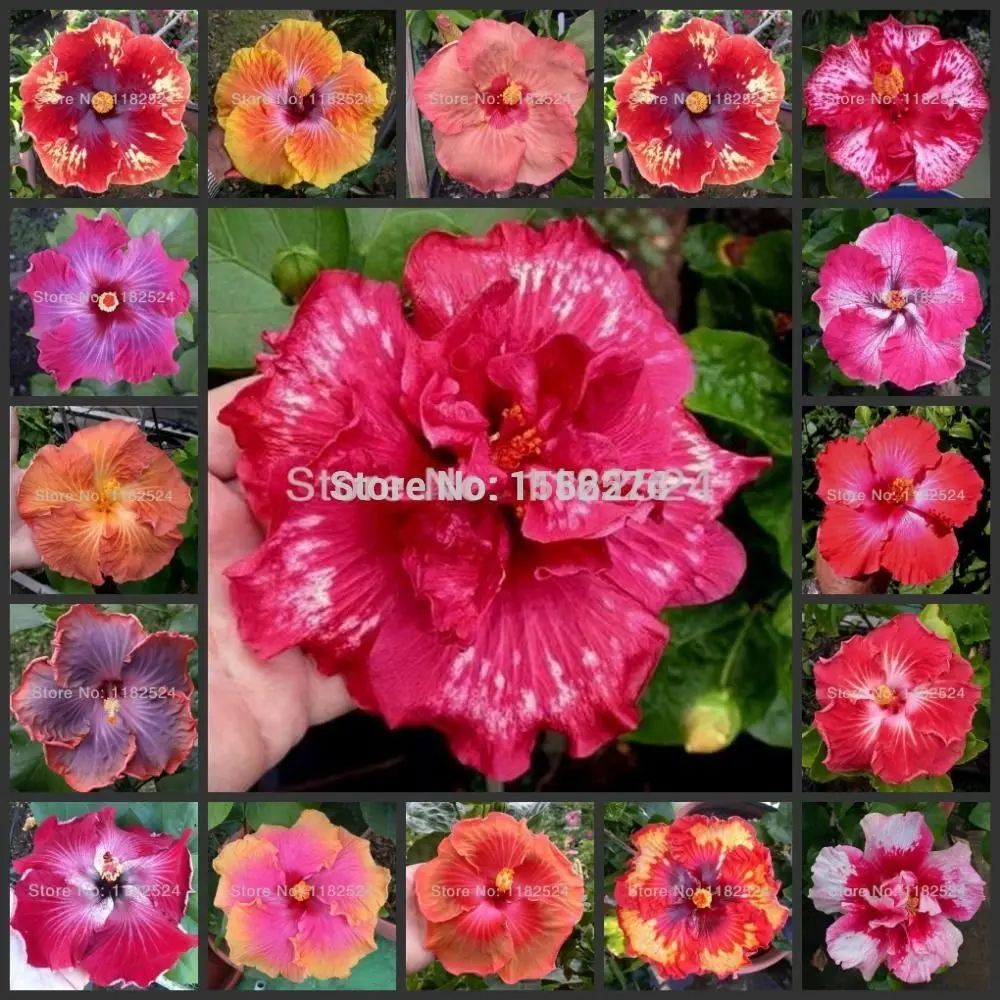 MIx 100 шт.- настоящий свежий тропический Гибискус S-flower - Цвет: MIx