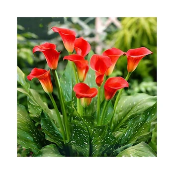 

Diamond Painting Flowers Diamond Embroidery Full Display Diamond Pictures with Rhinestones Needlework