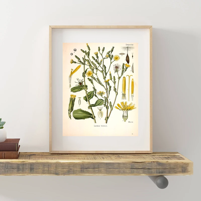 Set Di 4 Quadri Botanici Con Piante Di Eucalipto, Tela Incorniciata 20x25 Cm, Stile Boho Per Soggiorno
