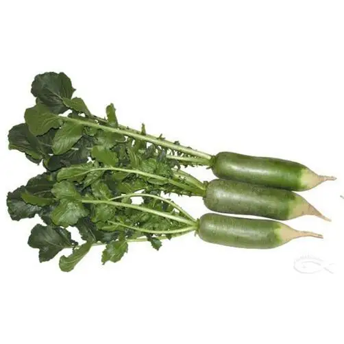 

500 pcs/lot Green Paper Fruit Radish, Fruits and Vegetable, Balcony Potted Long Radish DIY home garden free shipping#A099