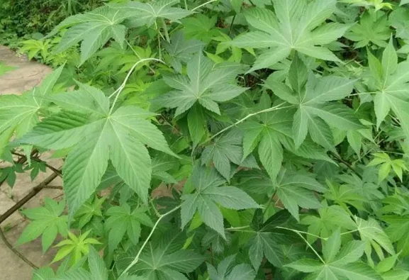 刺儿茶适合哪些人,刺儿茶的宜忌人群-食养365