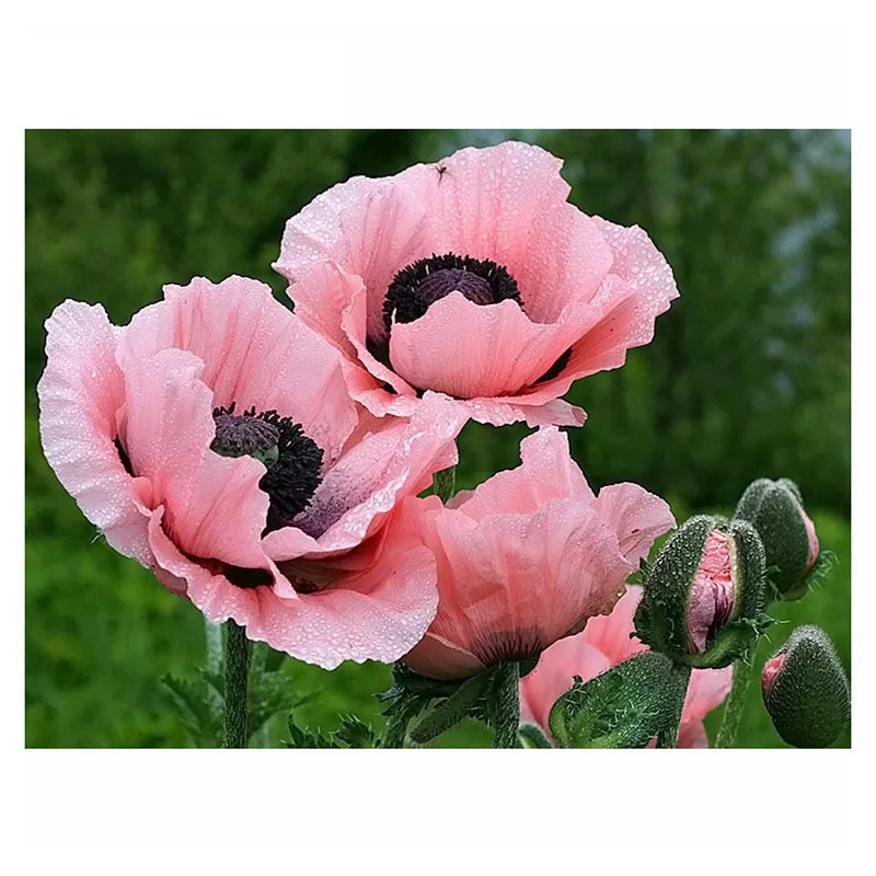 4-