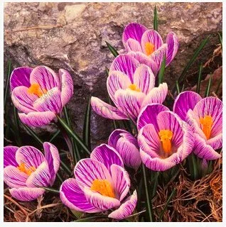 2 Самые низкие цены! 20 шт./пакет много разновидностей шафран flores ЦВЕТОК шафрана растения Шафран Крокус Плант бонсай растения для дома и ga - Цвет: 2