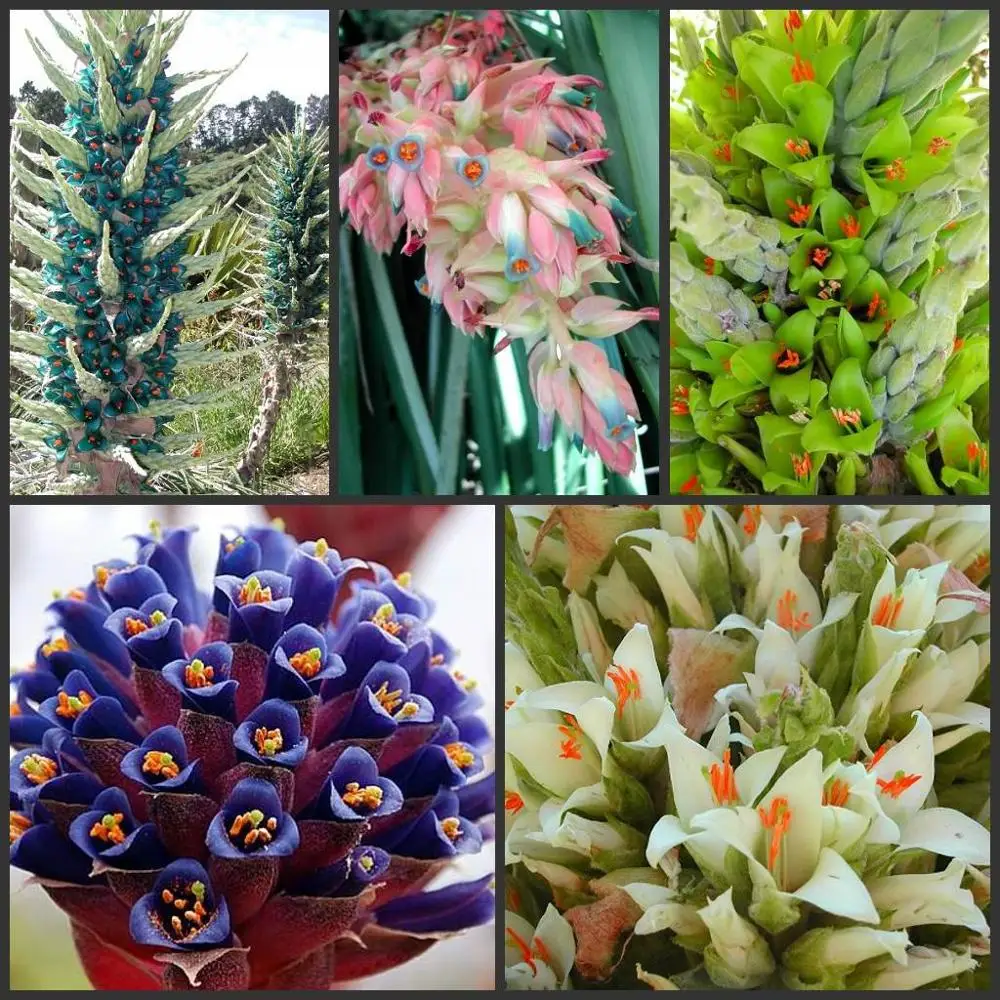 100 шт свежий настоящий Puya berteroniana Oo-Puya chilensis Flower F - Цвет: MIX
