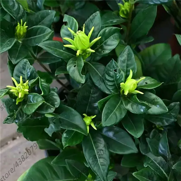 2pcs Gardenia