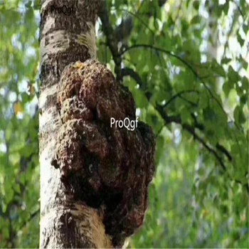 

Ngryise 100Pcs A Set Inonotus obliquus