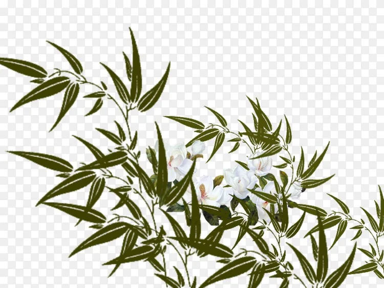 竹子花下载 手绘竹花png图片素材免费下载 图片编号 Png素材网