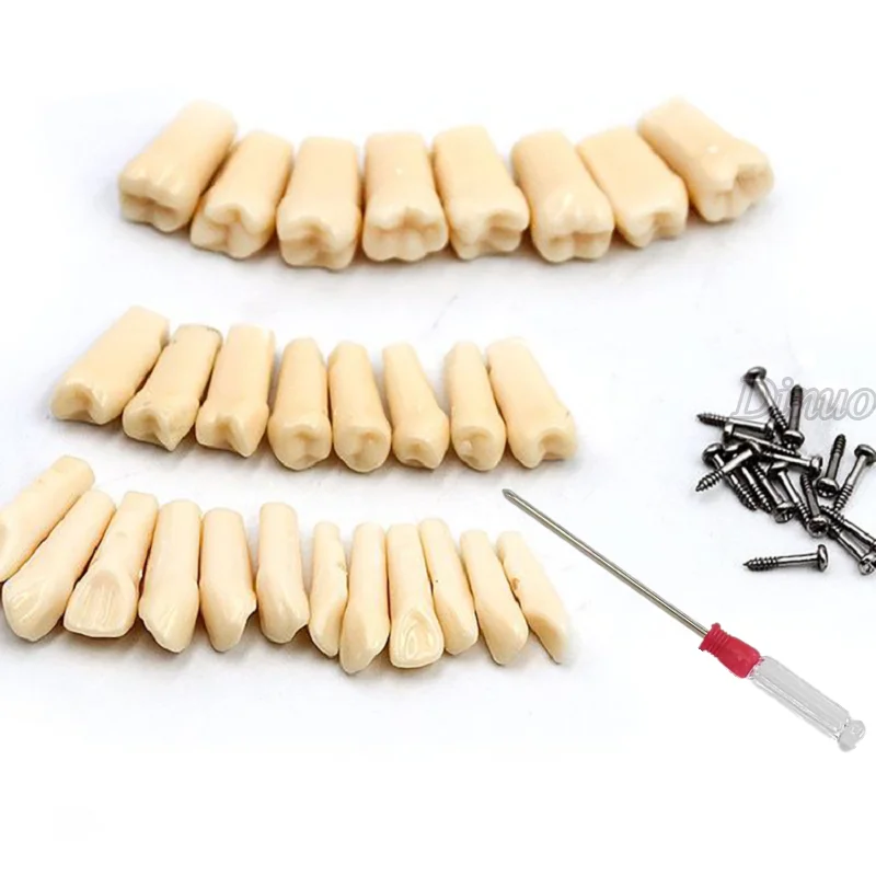Модель зуба для тренировок по наполнению 28/32 шт. | Красота и здоровье