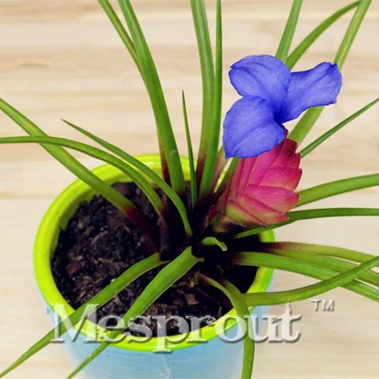 Sementes De Flor 100 шт. сумка тилландсия бонсай голубой бонсай цветок бонсай редкий цветок Орхидея плантации украшения дома и сада