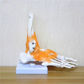 

23x21x11cm Human 1:1 Skeleton Ligament Foot Ankle Joint Anatomi cal Anatomy Medical Teaching Model