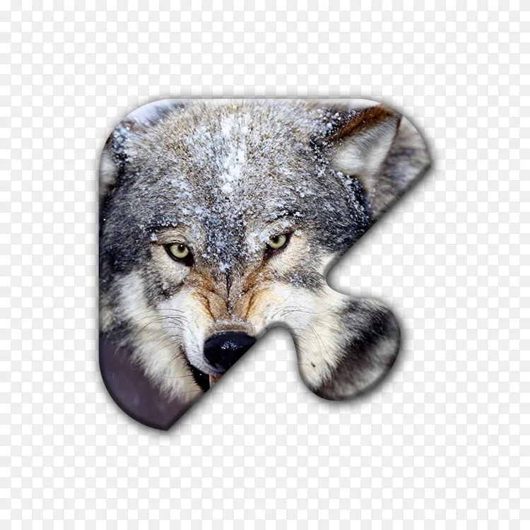 狗猫北极狼桌面壁纸动物狗png图片素材免费下载 图片编号 Png素材网