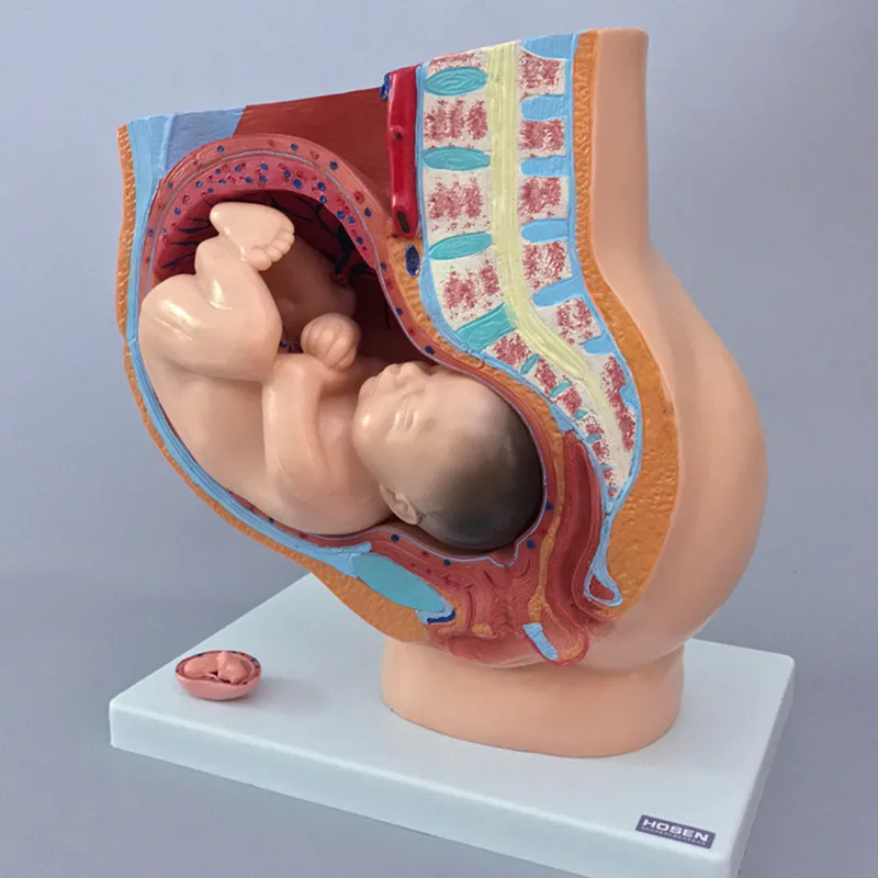 Модель медицинского обучения физиологическая Анатомия женской модели таза, модель эмбриона 4 части таза, модель женского таза vterus