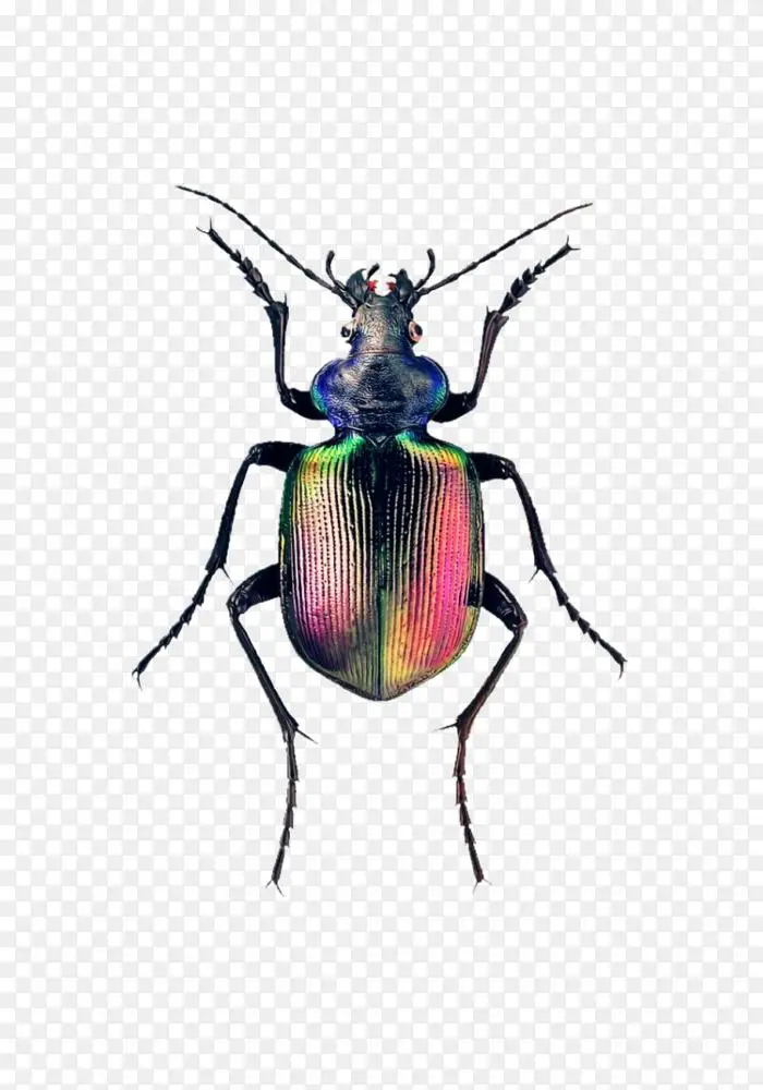 甲虫书中的象鼻虫 一本 真人大小的指南 介绍六百颗自然界的宝石 胼胝体 Sycophanta 火热的搜索甲虫 Png图片素材免费下载 图片编号 Png素材网