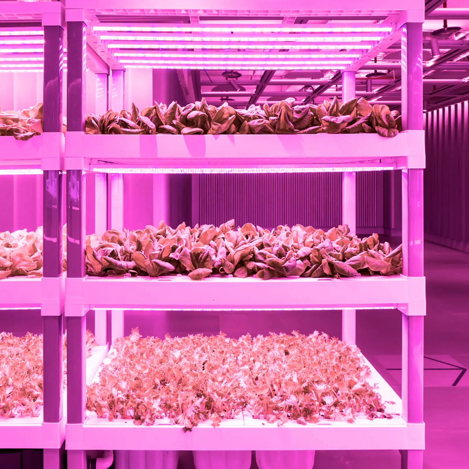 Plant Lights Growth Lamps Indoor Full Spectrum Led Grow Light Strip Connect In SeriesMax 12 LED Plant Lamp For Gardening Succul